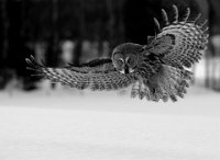 313 - GREAT GREY OWL LOOKING BW - DEVINE BOB - united kingdom